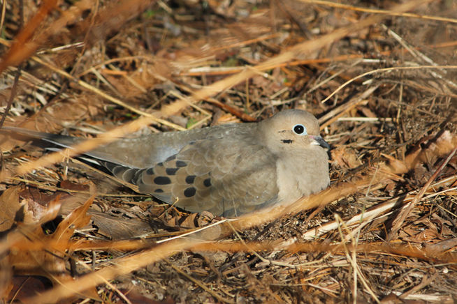 mourning_dove_on ground.winter.2019-20.Rob Neill-2.jpg