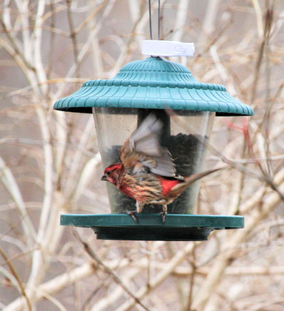 Dec.26.2021.house finch on feeder at Col. Sam-2.jpg