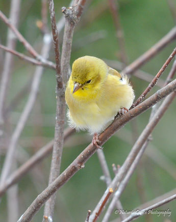 Goldfinch.jpg