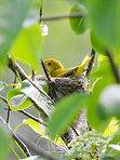 Yellow Warbler in nest