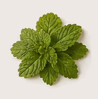 Spearmint.png