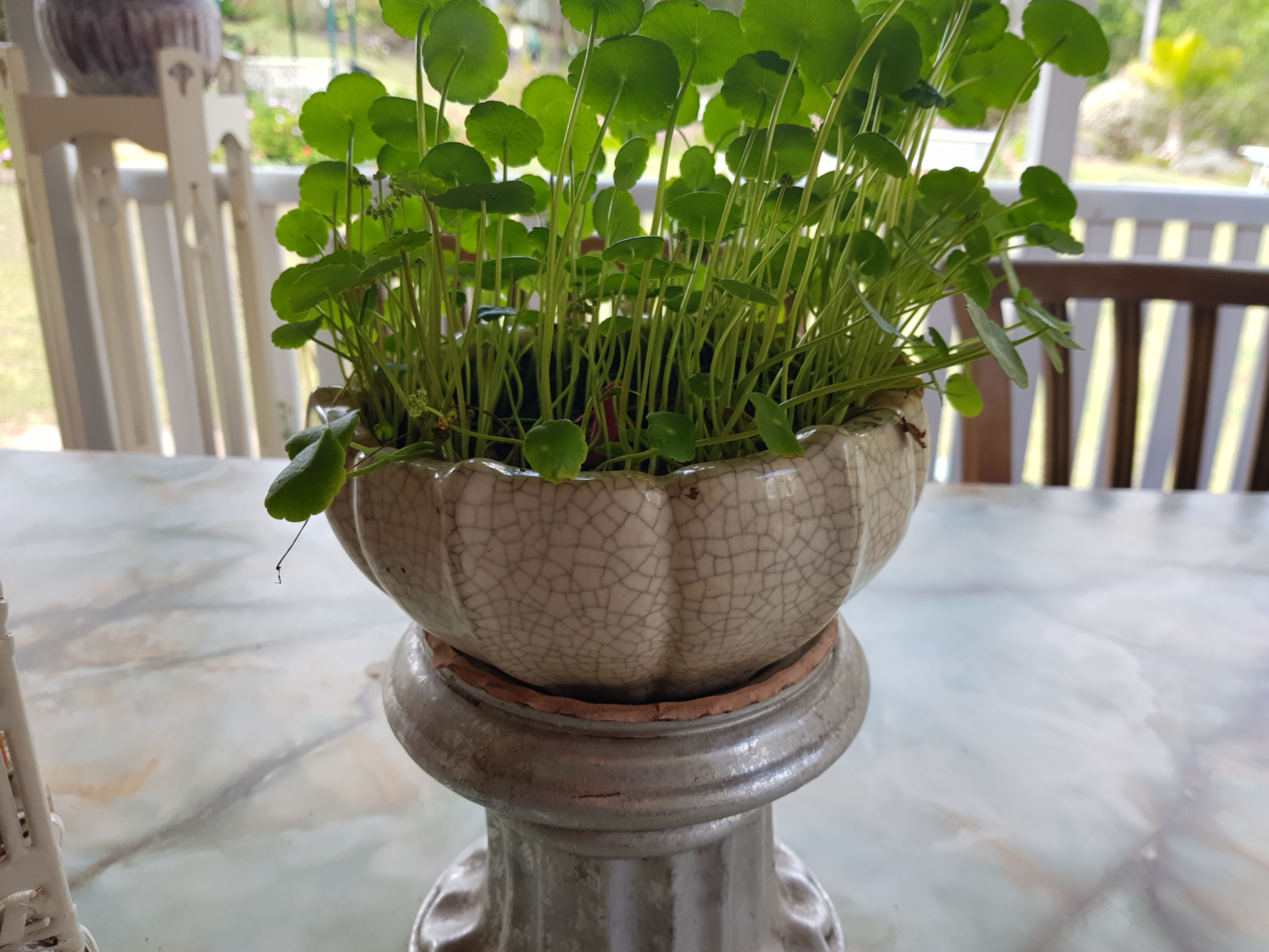 Copper coins large clump 