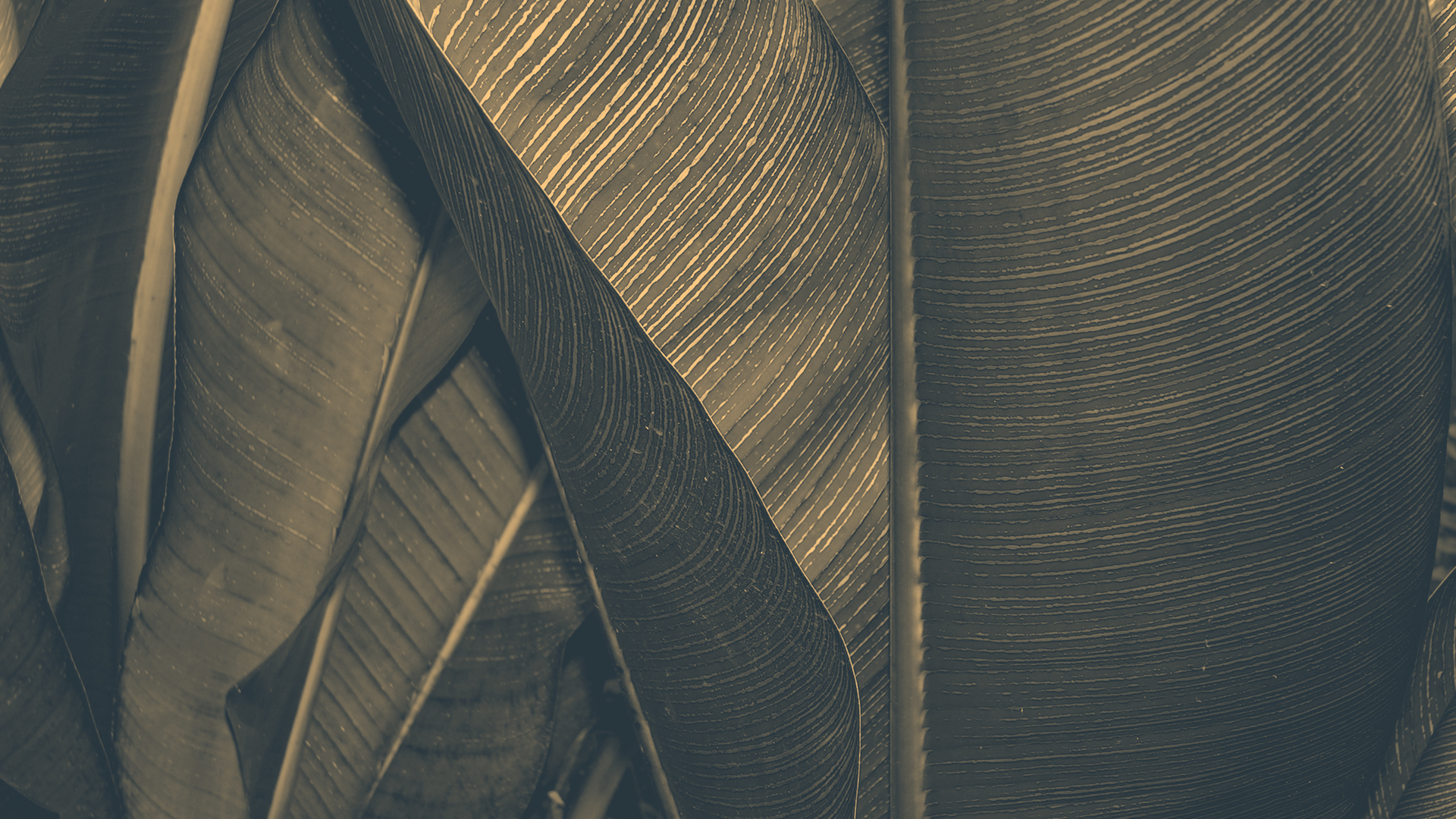 Green Leaf