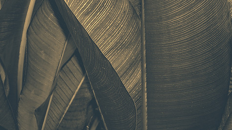 Green Leaf
