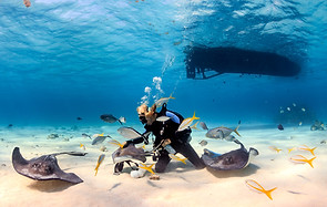 AdobeStock_Stingray City.jpeg