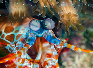 Mantis Shrimp.jpeg