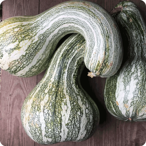 Calabaza rayada cordobesa | Botánico Andino