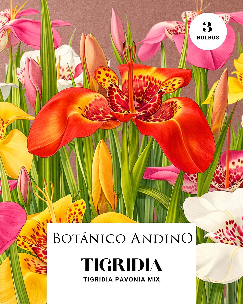 Miniatura: Tigridia pavonia mix
