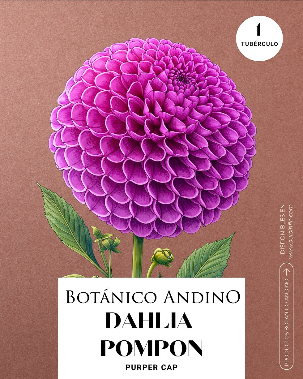 Miniatura: Dahlia pompón | PURPER CAP