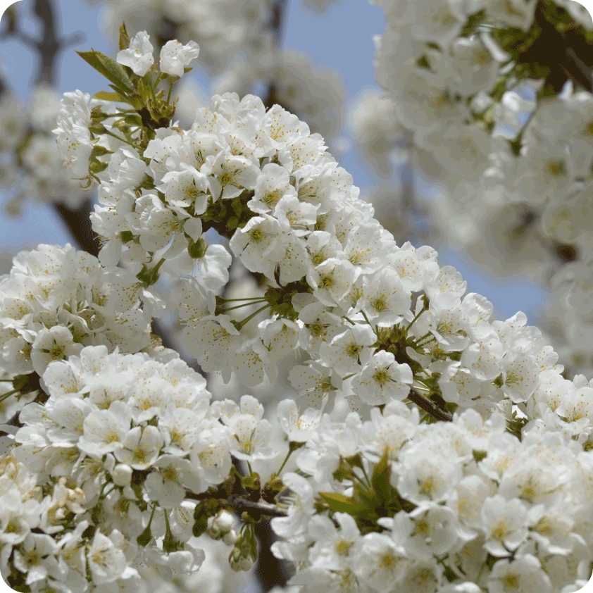Miniatura: Cerezo * prunus avium