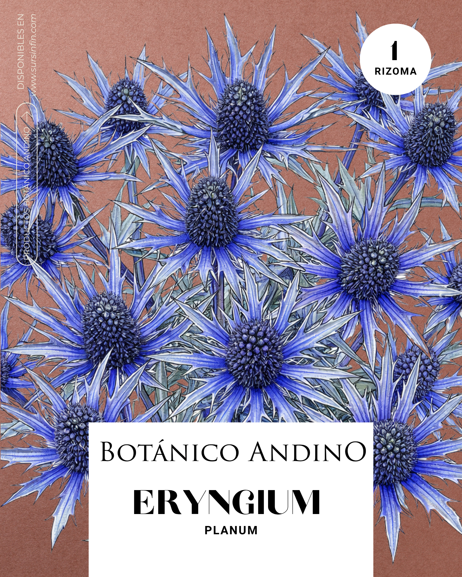 Eryngium azul x 1 Rizoma