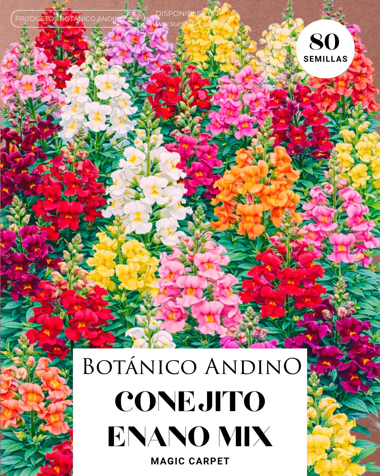 Conejito enano * Magic carpet