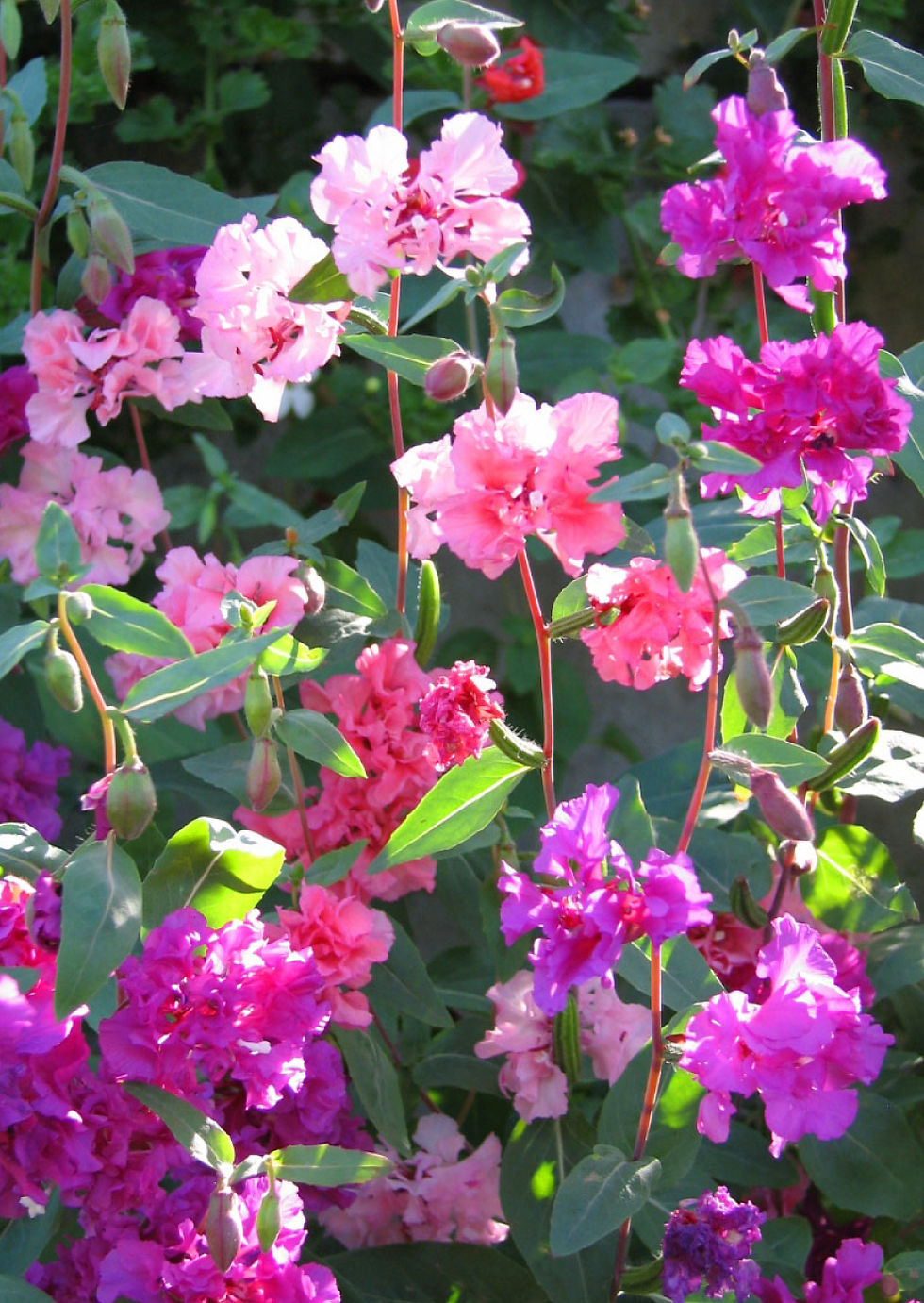 Miniatura: CLARKIA ELEGANS DOBLE