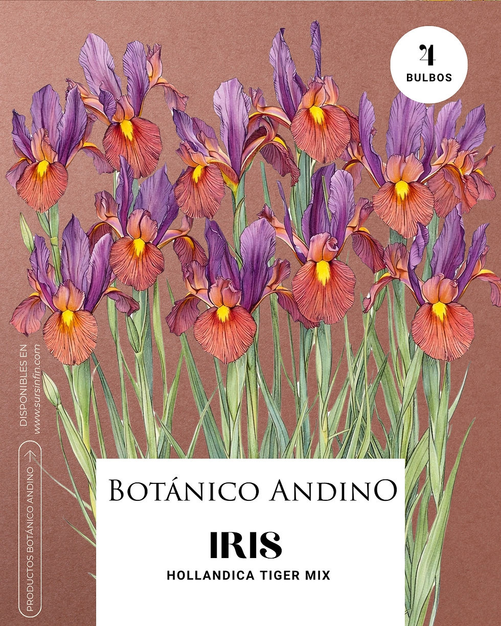 Miniatura: Iris hollandica tiger