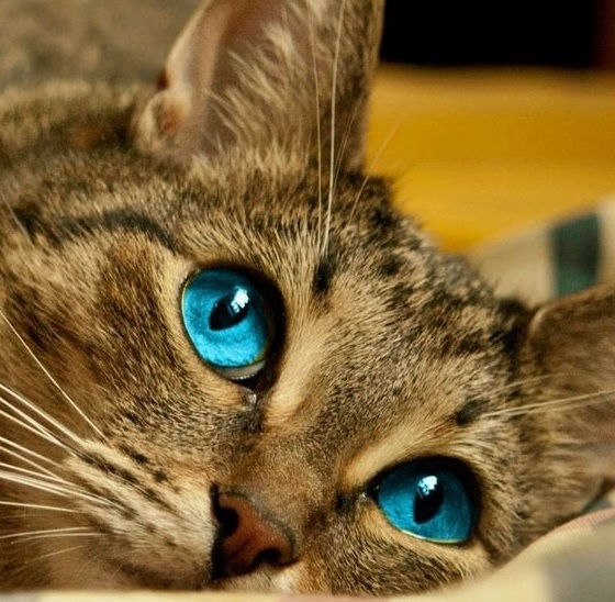 09 - 15 Eylül 2024 Astroloji haftalık yorum