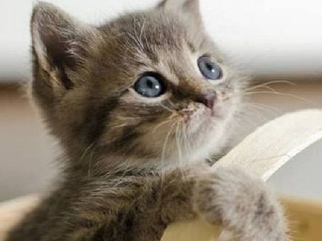 20 - 26 Ekim 2025 Astroloji Haftalık Burç Yorumları: 20 Ekim Haftanın EN Yoğun Günü!