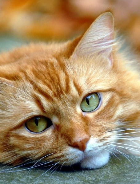 09 - 15 Haziran 2025 Astroloji Haftalık Burç Yorumları