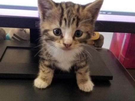 18 - 24 Nisan 2022 Haftalık Burç Astroloji: 21 Nisan Haftanın EN Yoğun Günü! 23 Nisan Süper!