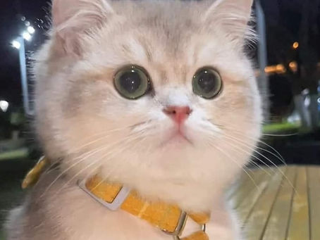 08 - 14 Nisan 2024 Astroloji haftalık yorum: 08 Nisan Güneş Tutulmasına Dikkat!