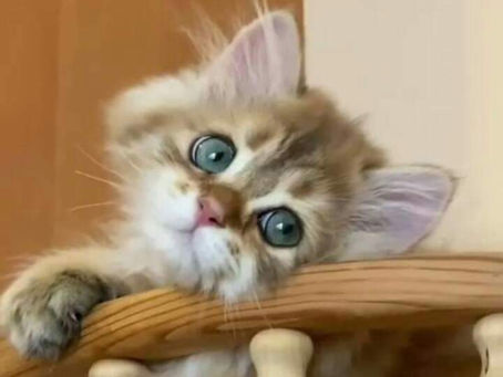 28 - 03 Nisan 2022 Haftalık Burç Astroloji: 01 Nisan Haftanın ve Ayın EN Yoğun Günü!