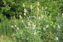 Teasel general - Madison - 2007