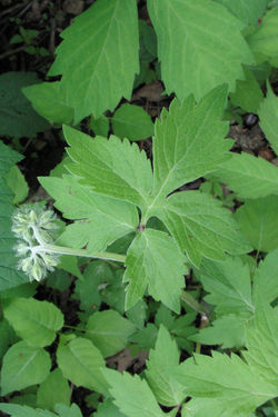 Waterleaf, Virginia leaf - ALNC - 2007