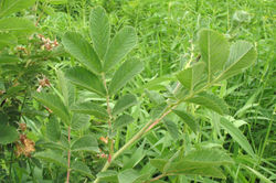 Rose, Wild leaves - Cherokee Marsh - 2007