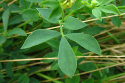 Trefoil, Bird's Foot leaves 01 - ALNC - 2009