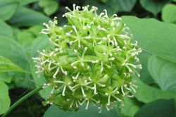 Carrion Flower flower (female) - Cherokee Marsh - 2007 - Copy