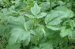 Mustard, Black leaves - ALNC - 2009