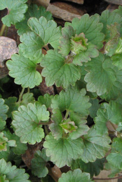 Creeping Charlie leaves - ALNC - 2007 (Changed)