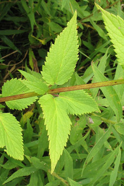 Hyssop, Purple Giant leaves - ALNC - 2006