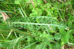 Yarrow, garden cultivar leaves - ALNC - 2009