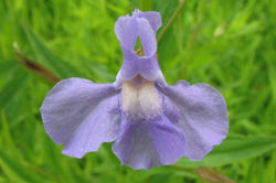 Monkeyflower flower 02 - ALNC - 2007 (Changed)