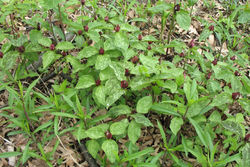 Trillium, Prairie general - ALNC - 2008 (Changed)