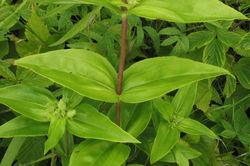 Gentian, Pale leaves - ALNC - 2007 (Changed)