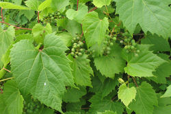 Grape general - Cherokee Marsh - 2007 (Changed)