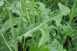 Sowthistle, Common leaf - Cherokee Marsh - 2007