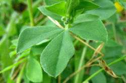 Trefoil, Bird's Foot leaves 02 - ALNC - 2009