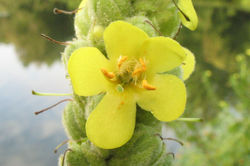 Mullein flower - Lone Rock - 2007
