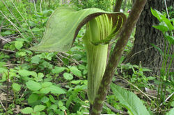 Jack-in-the-Pulpit flower - ALNC - 2008