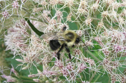 Joe-Pye-Weed, Sweet flower - ALNC - 2008