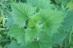 Indian-Plantain, Pale leaves - ALNC - 2007