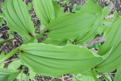 Solomon's Seal, False leaves - ALNC - 2007