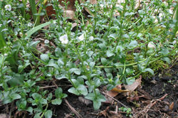Speedwell, Thyme-leaved general - Rae Ln - 2007
