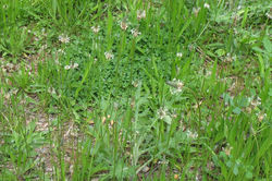 Plantain, English general - ALNC - 2009 (Changed)