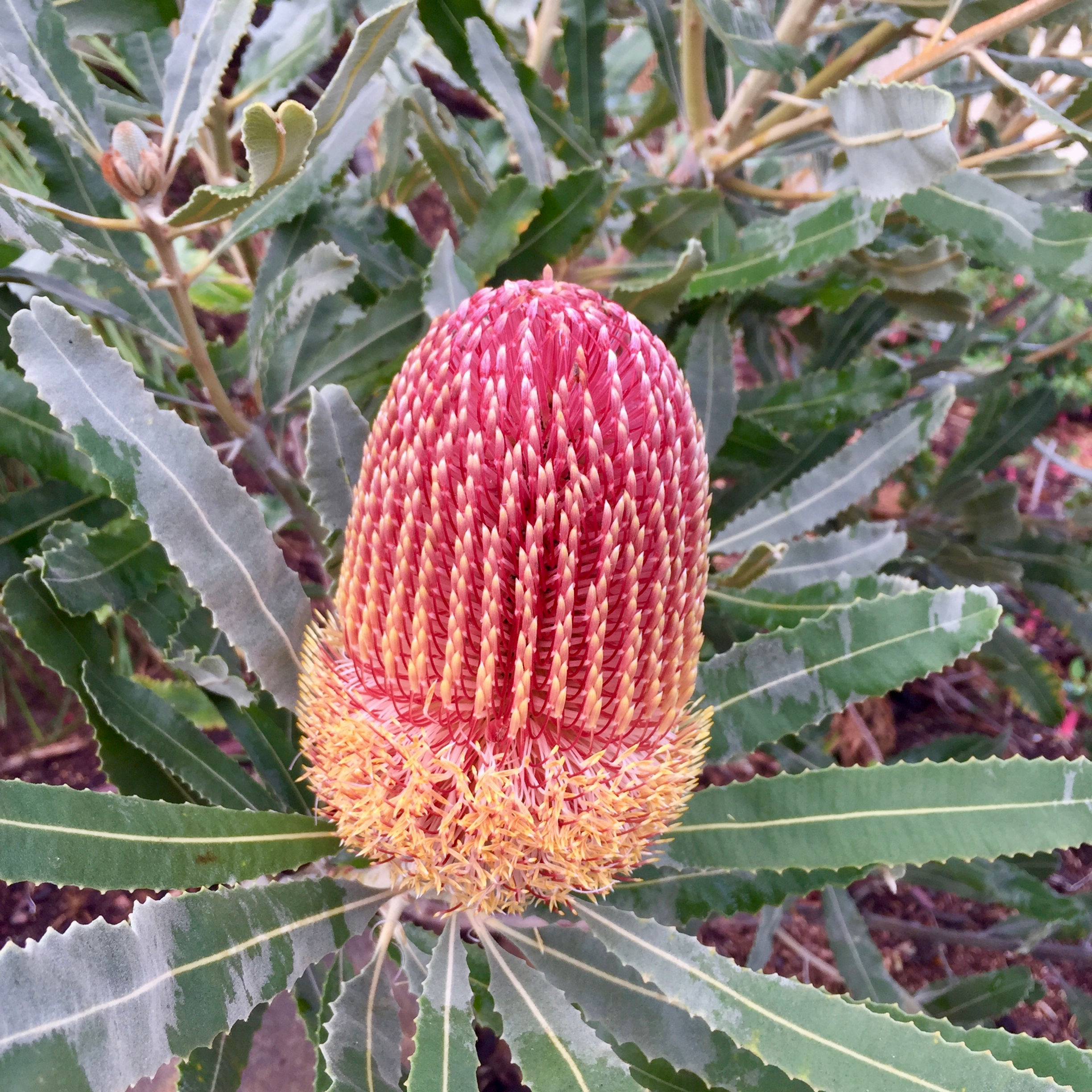 Banksia menziesii (Dwarf)