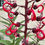 Thumbnail: Lobelia tupa