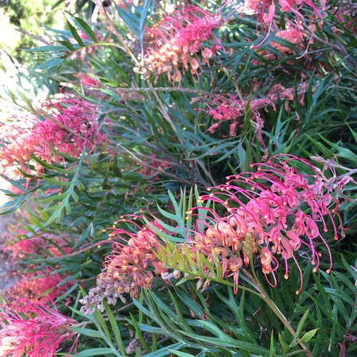 Grevillea 'Superb'