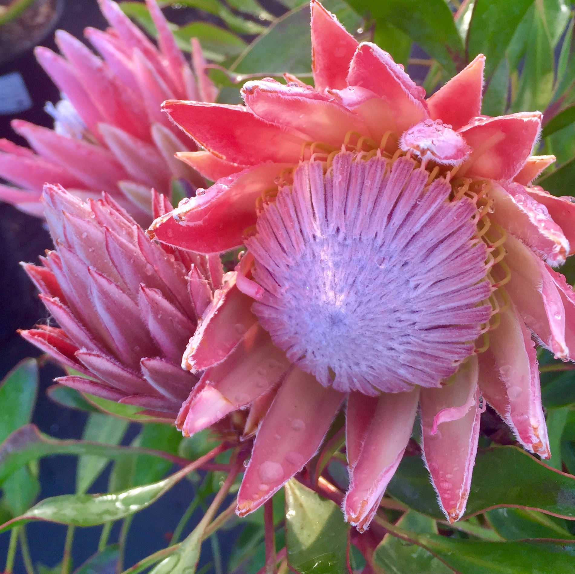 Protea cynaroides 'Mini King'